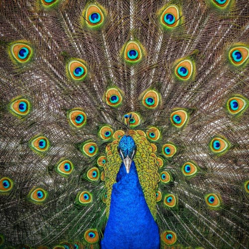 beautiful peacock shows off his feathers