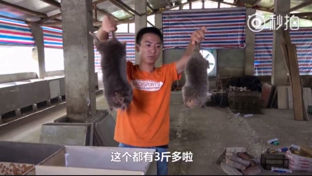 bamboo rats