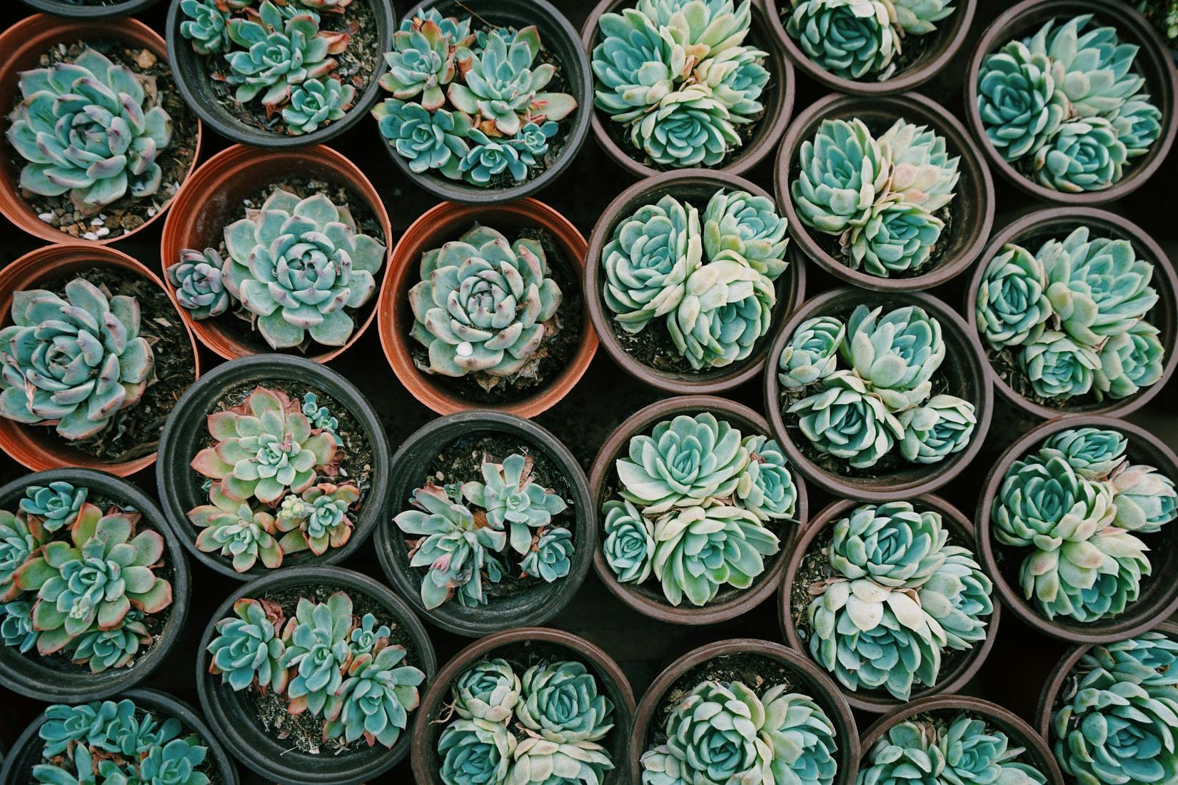 aerial view of succulents growing in pots
