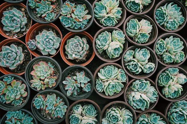 aerial view of succulents growing in pots